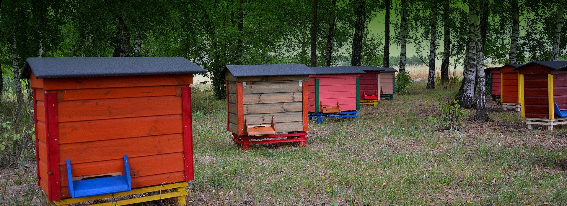 Pasieka Bartnik Biebrzański